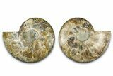 Cut & Polished Crystal-Filled Ammonite Fossil - Madagascar #362402-1